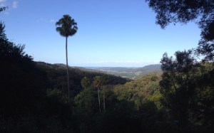 View from the clearing
